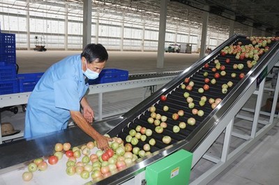 鳳臺智慧農(nóng)業(yè): 忙生產(chǎn) 促發(fā)展