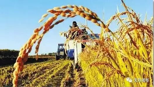 無為的農(nóng)村生機(jī)勃勃 你想來看看嗎