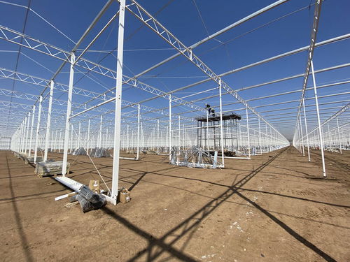 萊西 現(xiàn)代智慧農(nóng)業(yè)項目二期年內(nèi)投入使用 可年供應(yīng)國際標(biāo)準(zhǔn)農(nóng)產(chǎn)品約4.3萬噸