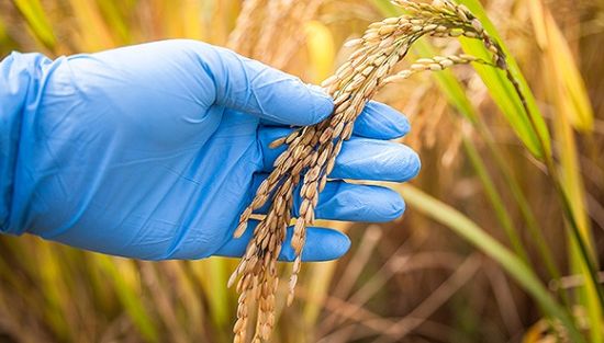 農(nóng)業(yè)部官員:南非印度等批準(zhǔn)轉(zhuǎn)基因后很快成出口國(guó)|農(nóng)業(yè)|食品安全|轉(zhuǎn)基因_新浪財(cái)經(jīng)_新浪網(wǎng)