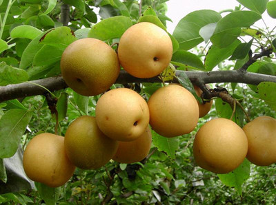 梨樹苗廠家直銷梨樹苗基地供應(yīng)梨樹苗批售梨樹苗培養(yǎng)基地圖片|梨樹苗廠家直銷梨樹苗基地供應(yīng)梨樹苗批售梨樹苗培養(yǎng)基地產(chǎn)品圖片由平頂山國營生態(tài)農(nóng)業(yè)科技開發(fā)公司生產(chǎn)提供-