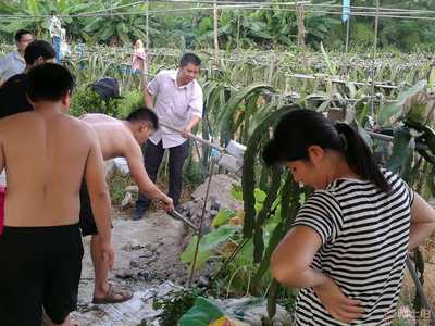 【廣州企業(yè)團(tuán)建一日游|紅心火龍果采摘|傳統(tǒng)窯雞】,價格,廠家,供應(yīng)商,其他農(nóng)業(yè),廣州市花都區(qū)花山瑞鋒園火龍果種植園 - 產(chǎn)品庫