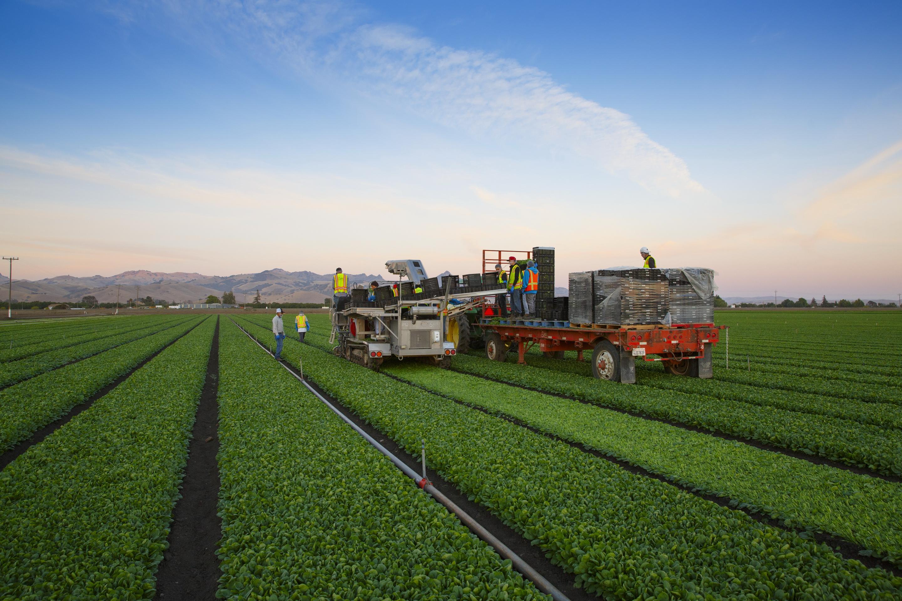 蔬菜收割(農(nóng)業(yè)機械)? - 