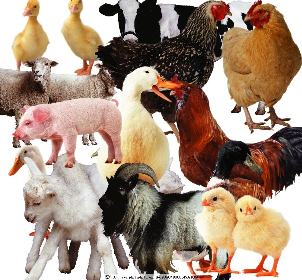 牛羊飼料廠家牛羊飼料品牌牛羊料最大的廠家_農(nóng)業(yè)產(chǎn)品網(wǎng)