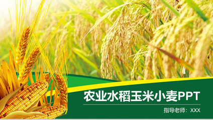 農(nóng)業(yè)水稻玉米小麥農(nóng)產(chǎn)品推廣