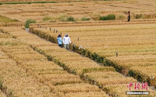 芒種至 北京農(nóng)業(yè)試驗田作物長勢喜人