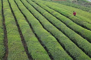 這些有關(guān)農(nóng)產(chǎn)品安全的謠言,你信了么