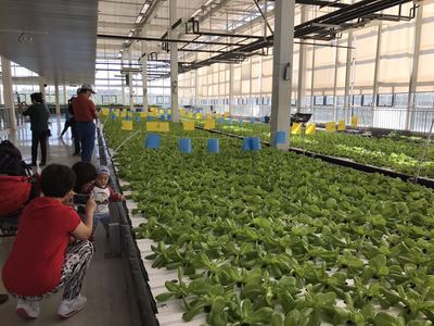 房山&ldquo;秋收節&rdquo;邀市民體驗農業高科技