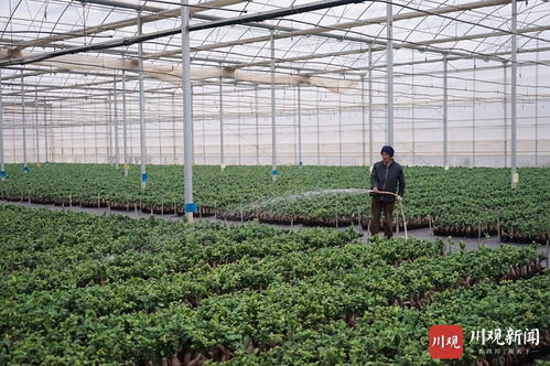 視頻︱發(fā)展現(xiàn)代農(nóng)業(yè)產(chǎn)業(yè) 西昌造 農(nóng)產(chǎn)品出口海外