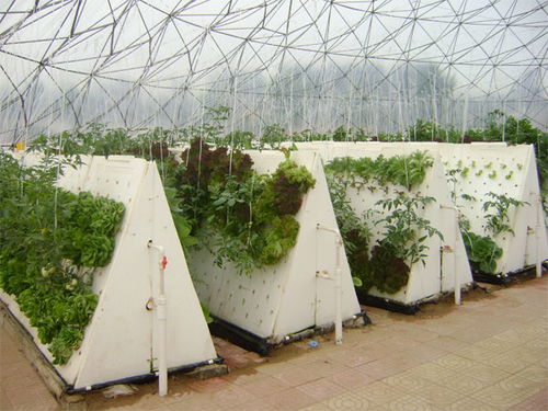 繡田農(nóng)業(yè)有口皆碑 圖 無(wú)土栽培大棚 云南無(wú)土栽培