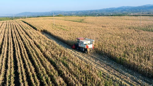 全國(guó)秋糧進(jìn)入收獲高峰期 已收獲54.8