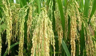 農(nóng)村一種水稻,增產(chǎn)增收,但為什么農(nóng)民不愿種 注意3點(diǎn)改變現(xiàn)狀