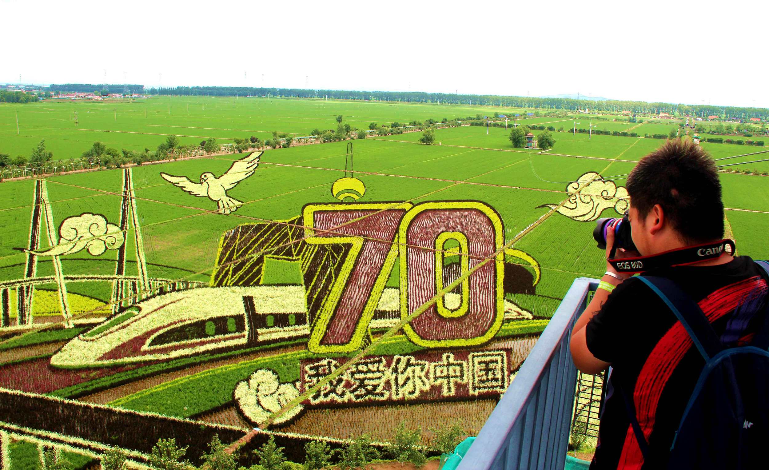 盤點(diǎn)各地巨幅稻田畫 獻(xiàn)禮新中國70周年