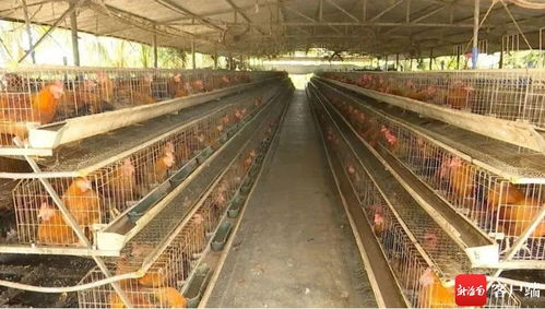 鎮村共建文昌雞屠宰廠 小特產 轉向 大產業