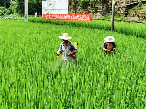 綦江區務實推進耕地安全利用 助推農產品品牌建設