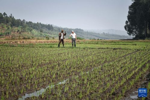 中國人的故事 中國援盧旺達(dá)農(nóng)業(yè)技術(shù)示范中心的中國專家