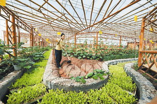 有機(jī)農(nóng)業(yè)和有機(jī)食品