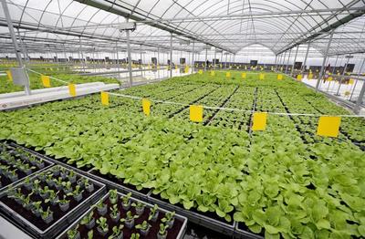 畝產(chǎn)6萬(wàn)斤有機(jī)蔬菜,全年天天采收、幾乎無(wú)人的&ldquo;蔬菜工廠&rdquo;長(zhǎng)啥樣?