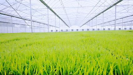 綠油油!育秧工廠(chǎng)第一批產(chǎn)品太撩人