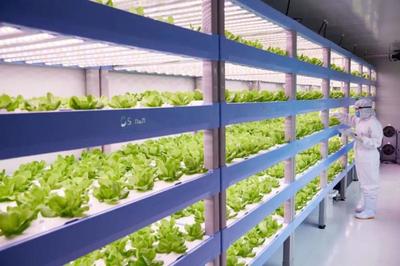 農(nóng)業(yè)新商業(yè):植物工廠(chǎng)+康養(yǎng)農(nóng)業(yè)