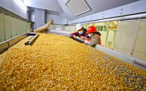 攥緊中國種子 創(chuàng)新驅動下的農業(yè)品種革命