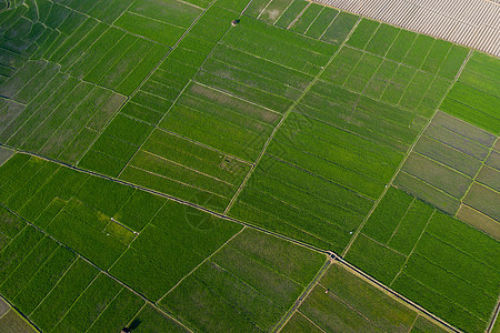 航拍桂林會仙濕地農田 生態(tài)農業(yè)的詩意畫卷