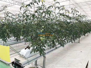 設施農業(yè)開發(fā) 智慧農業(yè)公司傾力推薦